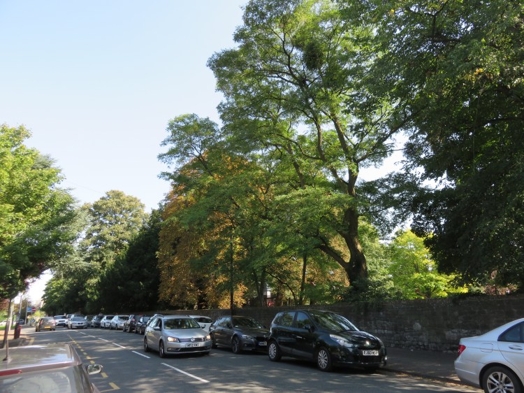 Trees along Kings Weston Road