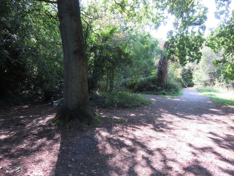 Two paths lead into the woods