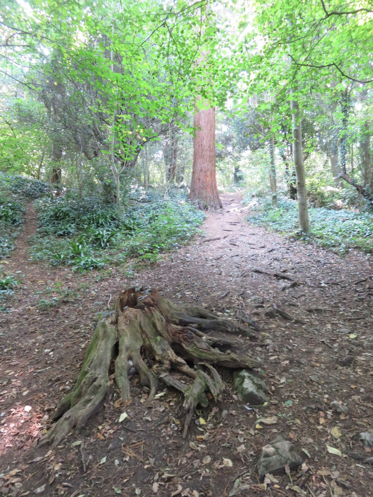 Continue past the tree stump