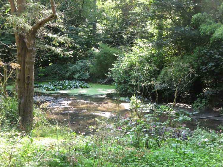 The lower pond at Coombe Dingle