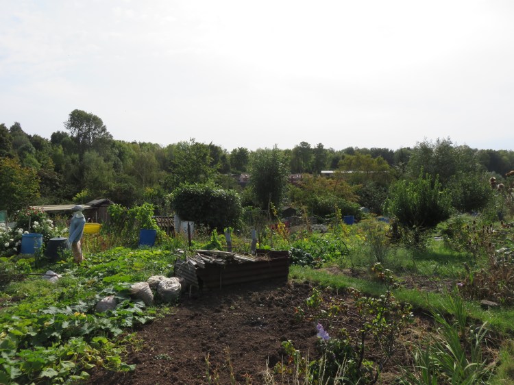Ashley Vale allotments