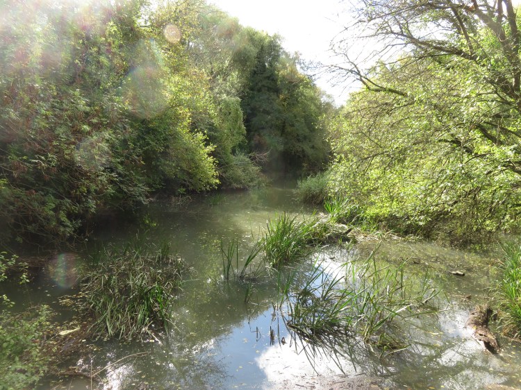A peaceful pool at Crox Bottom