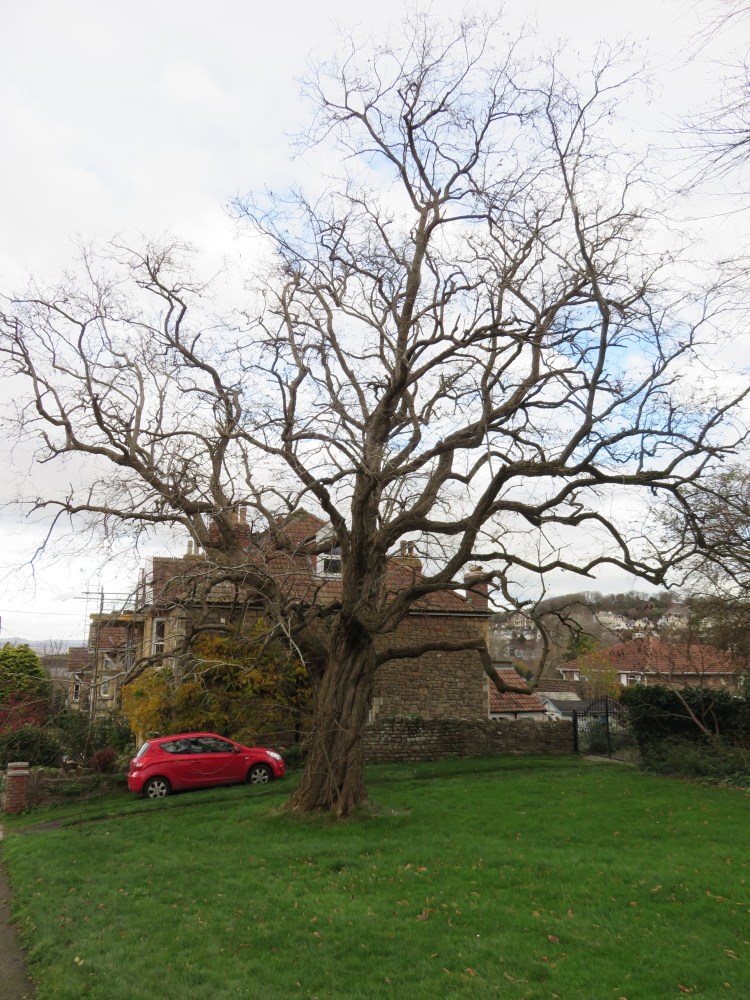 Ancient tree at Beach Road West
