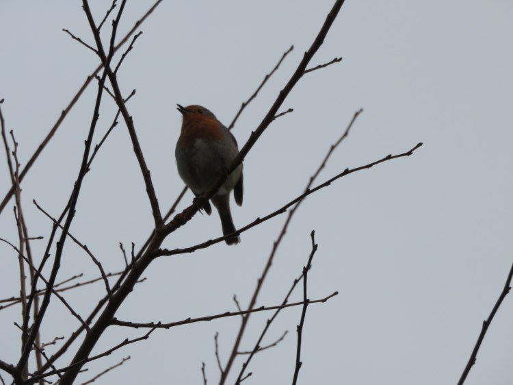 A robin sings at Enginehouse Lane