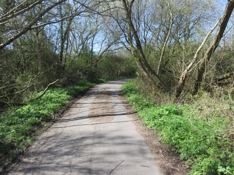 The copse on Moorhouse Lane