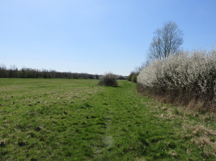Blackthorn blossom in the long field