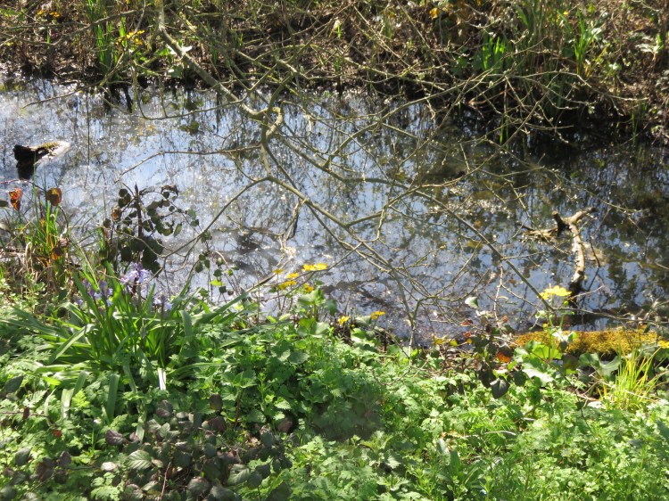 Spring growth in the rhines at Lawrence Weston Road