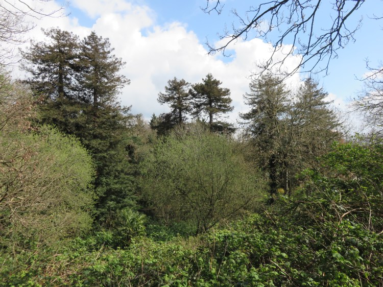 Trees in the Bradley Brook valley