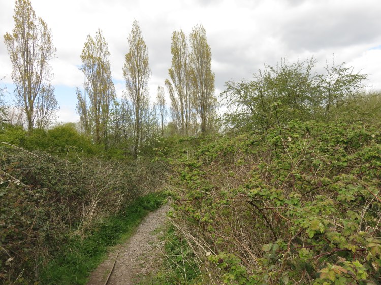 The wildlife area next to the M5