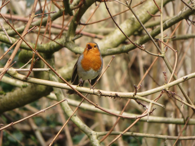 A robin sings next to the cycle path below Theyne’s Croft