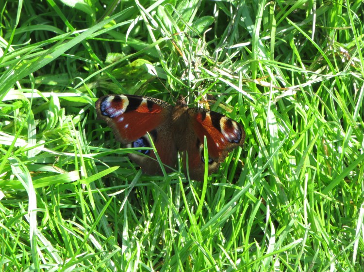 A peacock butterfly on the railway path