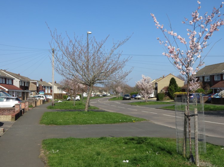 Green verges of Stockwood Road