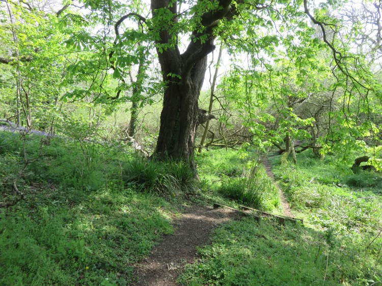 The woodland path beyond the ring road