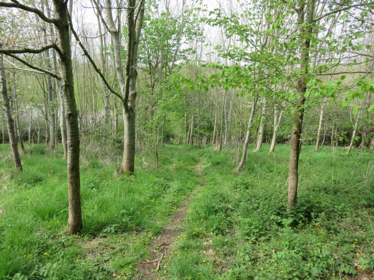 The woodland between Queen Charlton and Whitchurch