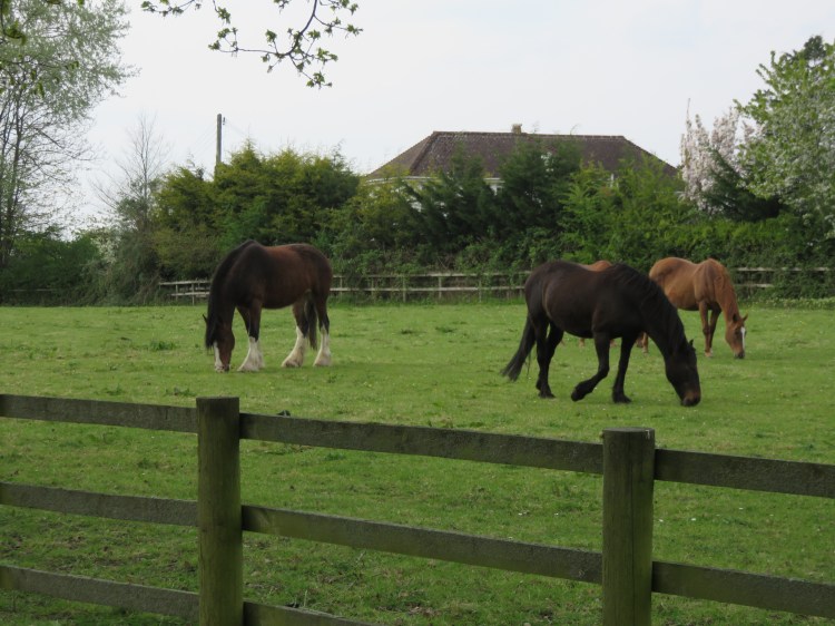 Some of the residents of Horse World