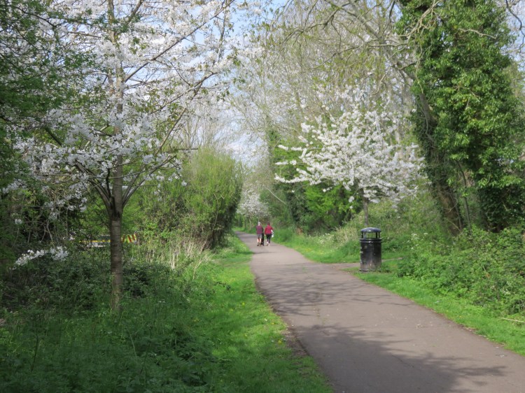 Spring blossom on the railway path