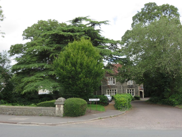 Cedar and other trees at Homefield Drive