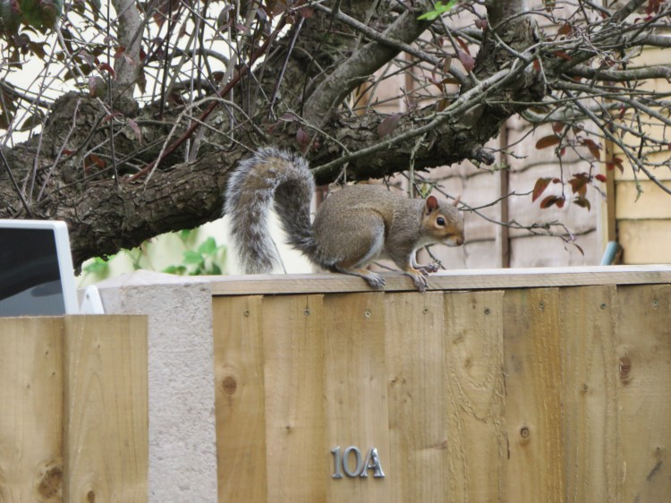 Squirrel at Pound Lane, Fishponds