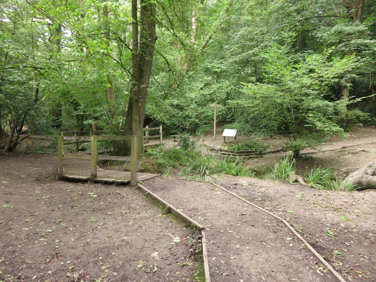 The boardwalk bridge in the woods